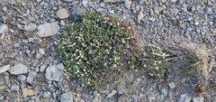 Pimelea prostrata