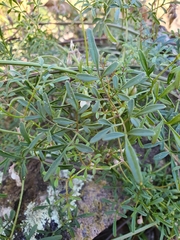 Clematis leptophylla