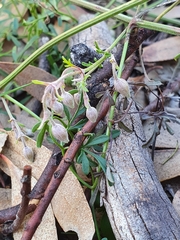 Clematis leptophylla