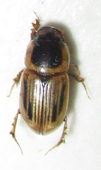 Neocalaphodius moestus