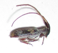 Eunidia subtergrisea