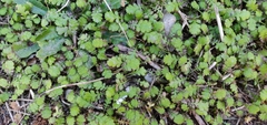 Leptinella squalida squalida