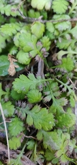 Leptinella squalida squalida