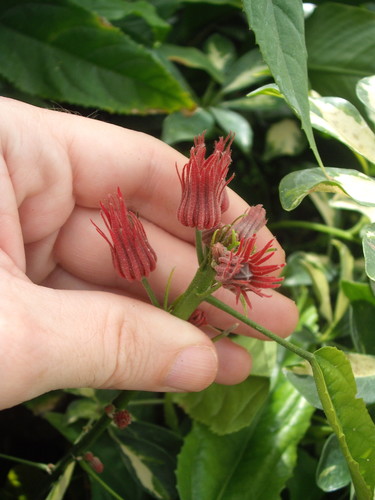 Pavonia intermedia