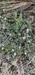 Pimelea prostrata