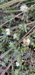 Pimelea prostrata