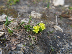 Draba hoppeana