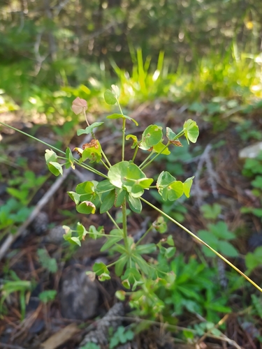 Euphorbia heldreichii