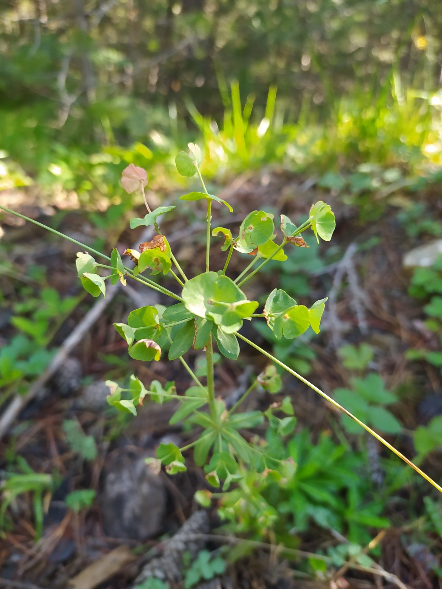 Euphorbia heldreichii