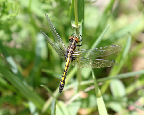 Dot-tailed Whiteface