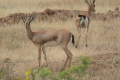 Gazella bennettii