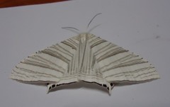 Strophidia caudata