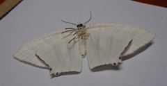 Strophidia caudata