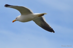 Larus dominicanus