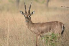 Gazella bennettii