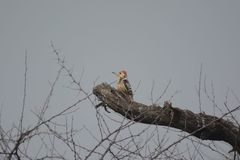 Leiopicus mahrattensis