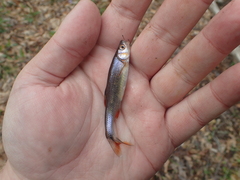 Lythrurus fasciolaris