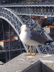 Larus michahellis