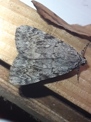 Catocala amica