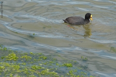 Fulica armillata