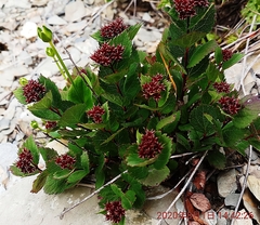 Spiraea morrisonicola