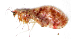 Mucroberotha vesicaria