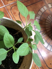 Elaeodendron
