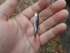 Lythrurus fasciolaris