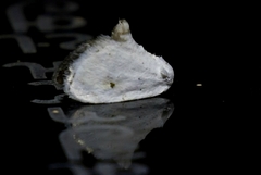 Niphopyralis