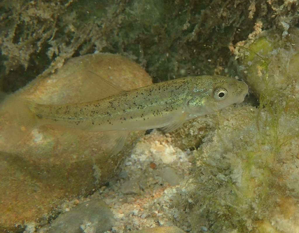 Common Barbel (Barbus barbus) - Marine Life Identification