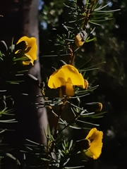 Gompholobium grandiflorum