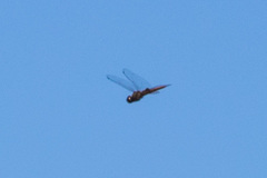 Pantala hymenaea