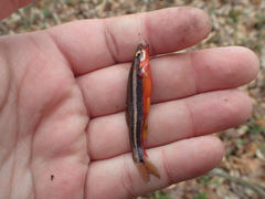 Chrosomus erythrogaster