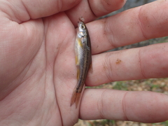 Chrosomus erythrogaster