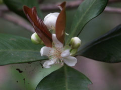 Baloghia inophylla