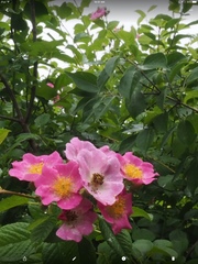 Rosa setigera