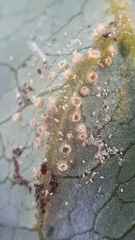 Uromyces scrophulariae