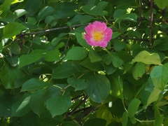 Rosa setigera