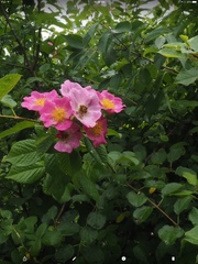 Rosa setigera