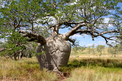 Adansonia gregorii
