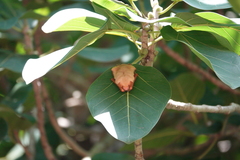 Myotis formosus flavus