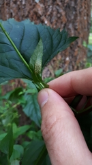 Uromyces scrophulariae