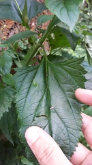 Uromyces scrophulariae