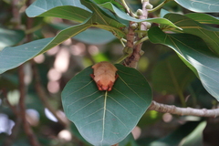 Myotis formosus flavus