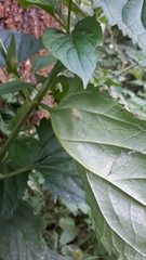 Uromyces scrophulariae