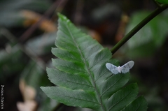 Mysidiina