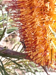 Banksia spinulosa