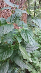 Uromyces scrophulariae