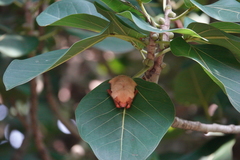 Myotis formosus flavus