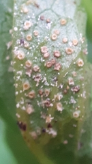 Uromyces scrophulariae